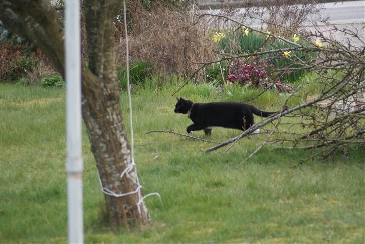 Huskat Fritz billede 2