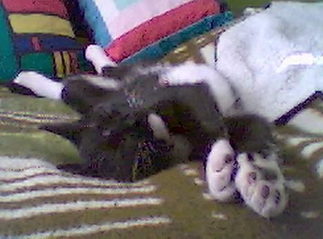 Huskat Fritz - Et styk meget doven kat! billede 3