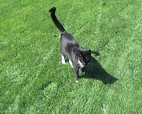 Huskat Fritz - Har lige været på jagt i naboens have... billede 4