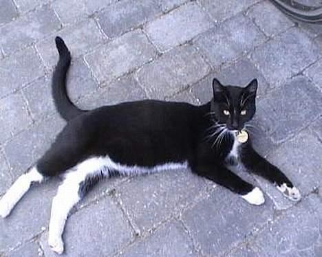 Huskat Fritz - Så dovner han igen... billede 5