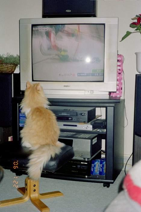 Norsk Skovkat Yazoo, R.I.P. - OL i skiløb er stor favorit hos Yazoo billede 5