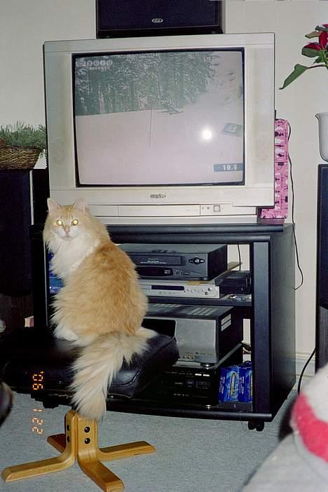 Norsk Skovkat Yazoo, R.I.P. - han kan blive helt fascineret af det *S* billede 6