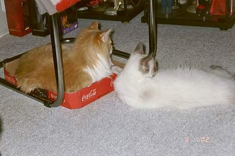 Norsk Skovkat Yazoo, R.I.P. - Harry prøver vist at gøre indtryk på Yazoo billede 7