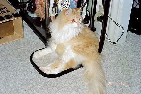 Norsk Skovkat Yazoo, R.I.P. - Yazoo´s nye yndlingssted, lige midt i det hele, så kan han se alt *S* billede 8