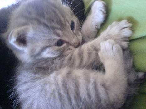 Huskat Bulder og Emil billede 9