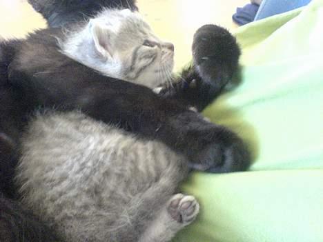 Huskat Bulder og Emil billede 10