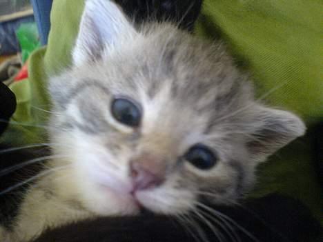 Huskat Bulder og Emil billede 11