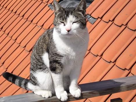 Huskat Charlie - miau halå... billede 18