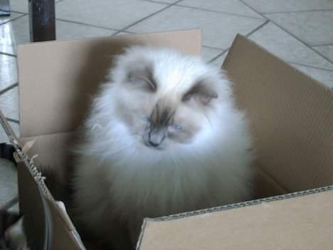 Hellig Birma Mika (Mikaros De Shattea) billede 1