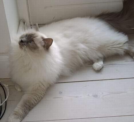 Hellig Birma Mika (Mikaros De Shattea) billede 2