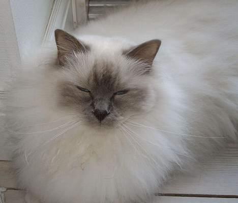 Hellig Birma Mika (Mikaros De Shattea) billede 3