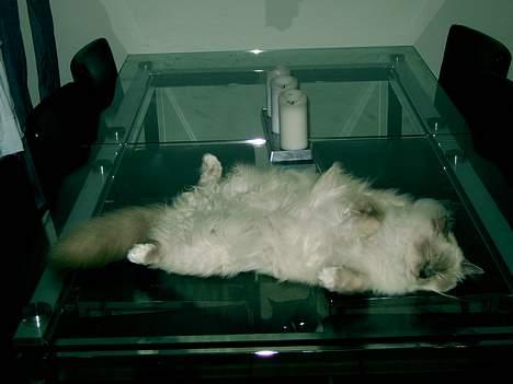 Hellig Birma Mika (Mikaros De Shattea) billede 4