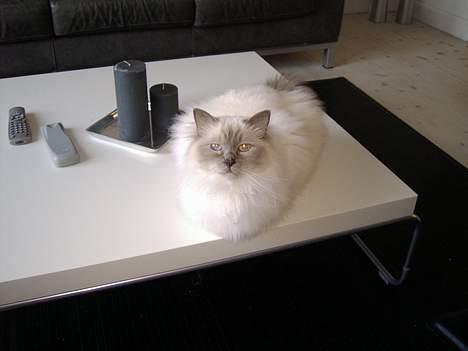 Hellig Birma Mika (Mikaros De Shattea) billede 5