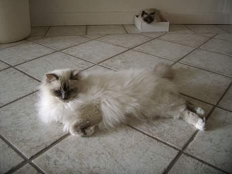 Hellig Birma Mika (Mikaros De Shattea) billede 6