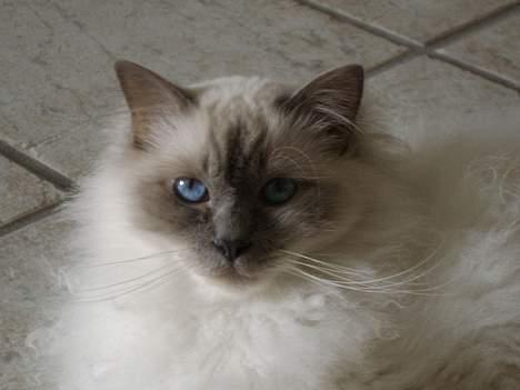 Hellig Birma Mika (Mikaros De Shattea) billede 7