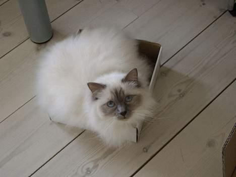 Hellig Birma Mika (Mikaros De Shattea) billede 8