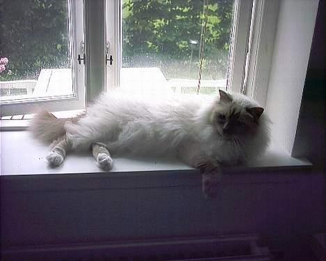 Hellig Birma Mika (Mikaros De Shattea) billede 9