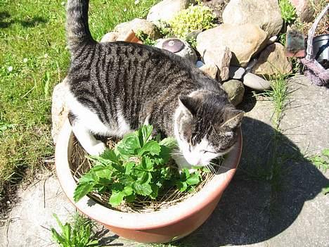 Huskat Charlie - det meste af dagen bruger jeg på at ruge mine små jorbærengler <3 billede 20