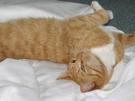 Huskat Oliver  R.I.P d.16-10-06  - Vil du lege ? Så bare kom an... Heh... Jeg er stærker end jeg ser ud til  billede 20