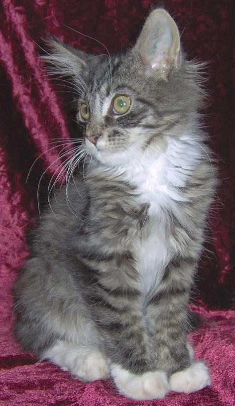 Maine Coon Gallaxe's Terminator - Her er jeg 14 uger gammel billede 2