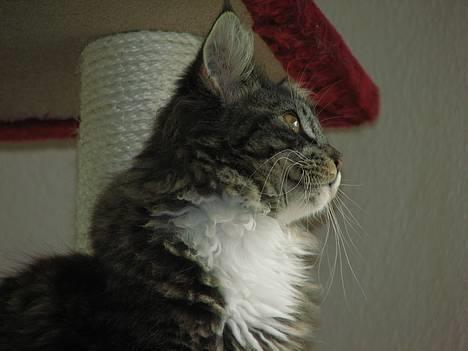 Maine Coon Gallaxe's Terminator billede 8