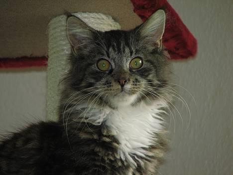 Maine Coon Gallaxe's Terminator billede 9