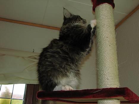 Maine Coon Gallaxe's Terminator billede 11