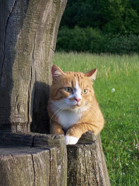 Huskat Thilde <33 - Thilde ligger på en træstatue ;)11/6-06 DISSE BILLEDER MÅ IKKE BRUGES TIL NET-KATTESIDE!!!!!!!! billede 1