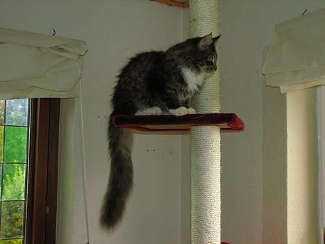 Maine Coon Gallaxe's Terminator billede 12