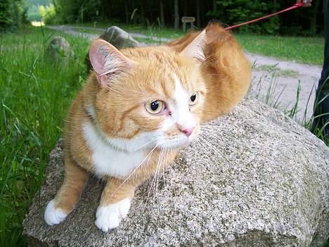 Huskat Thilde <33 - 11/6-06 .. thilde har spottet en hund længere nede af stien .. "jeg er på vagt" billede 3