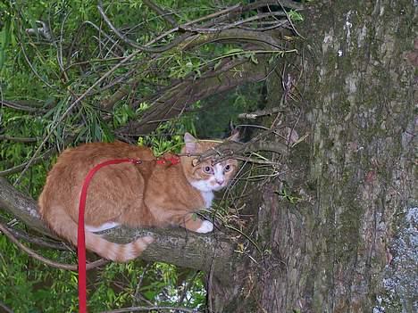 Huskat Thilde <33 - 11/6-06 .. Thilde elsker at kravle langt op i træerne og sidde der, indtil hun begynder at miawe når hun vil ned .. for ned kan hun altså ikk selv finde ud af at komme.. "kære Thilde, altså en krig for os at komme helt der op"! O: billede 5