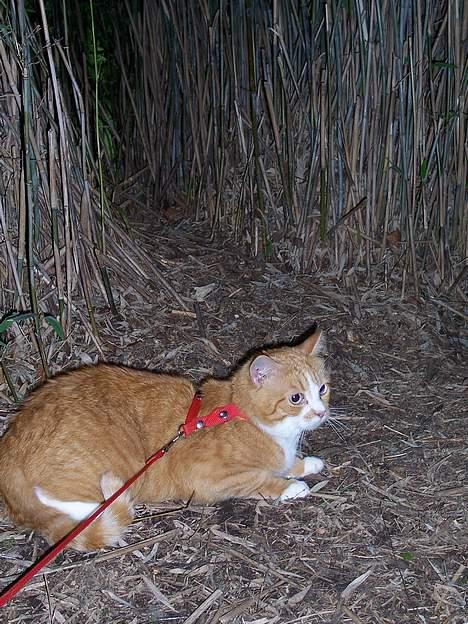 Huskat Thilde <33 - 11/6-06 Thilde ligger på lur inde i en stor bambushule i skoven ! ;) her sidder jeg trygt og godt tøser, nu blir jeg her billede 6