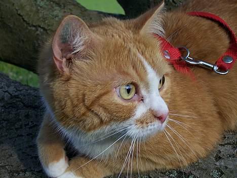 Huskat Thilde <33 - 11/06-06 "mm, gå i bare hen til hestene, så ligger jeg lige her og snupper lidt dejlig varm sol piger" ;D billede 8