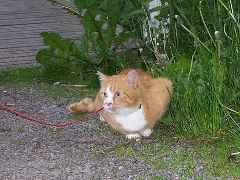 Huskat Thilde <33 - 11/6-06 Thilde foran broen i skoven " nu gider jeg altså ikke gå længere.. det er alt alt for varmt piger!" billede 9