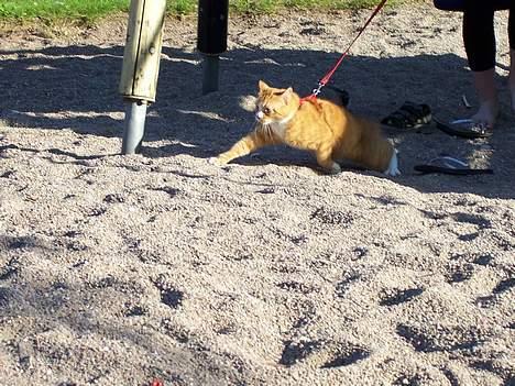 Huskat Thilde <33 - 13/6-06 ... "Bella lad os se at komme væk.. hvem kommer først? billede 11