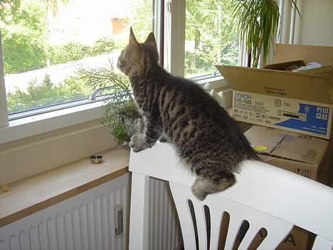 Huskat Simba - Wauuvv. billede 17