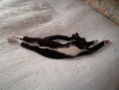 Huskat Fritz billede 6