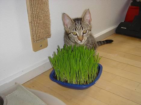 Huskat Simba - Min helt egen græsplæne. billede 18