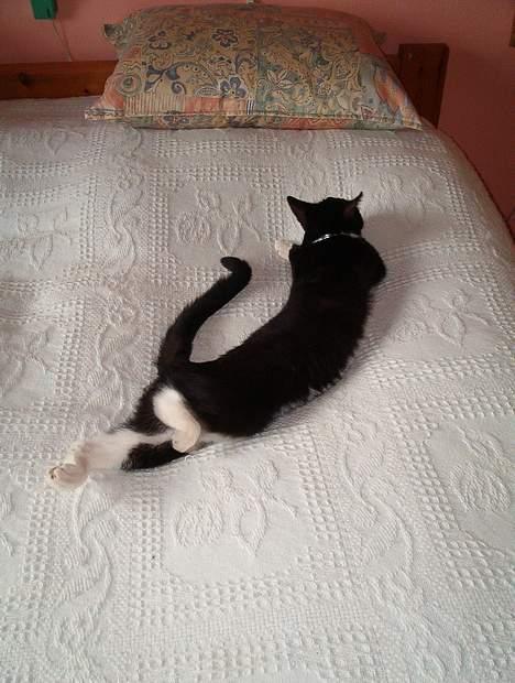 Huskat Fritz billede 7