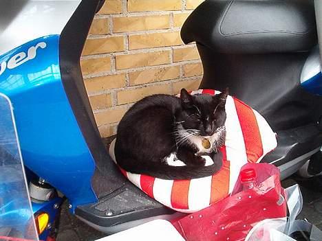 Huskat Fritz billede 8