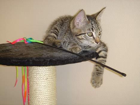 Huskat Simba billede 19