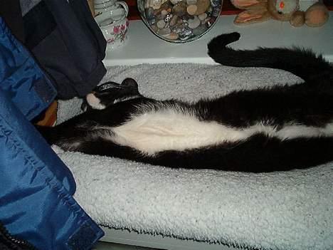 Huskat Fritz billede 9