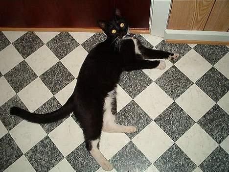 Huskat Fritz billede 10