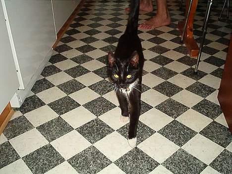 Huskat Fritz billede 11