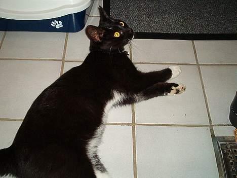 Huskat Fritz billede 12