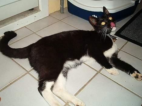 Huskat Fritz billede 13