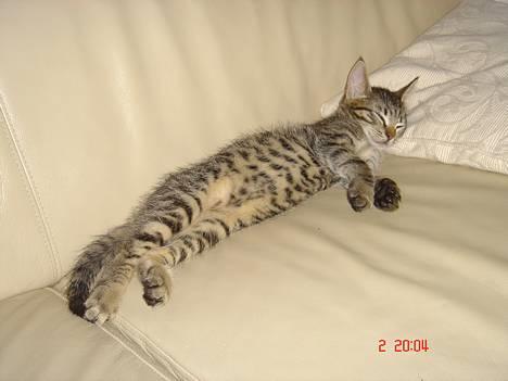 Huskat Simba billede 20