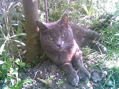 Blanding af racer Gismo billede 1