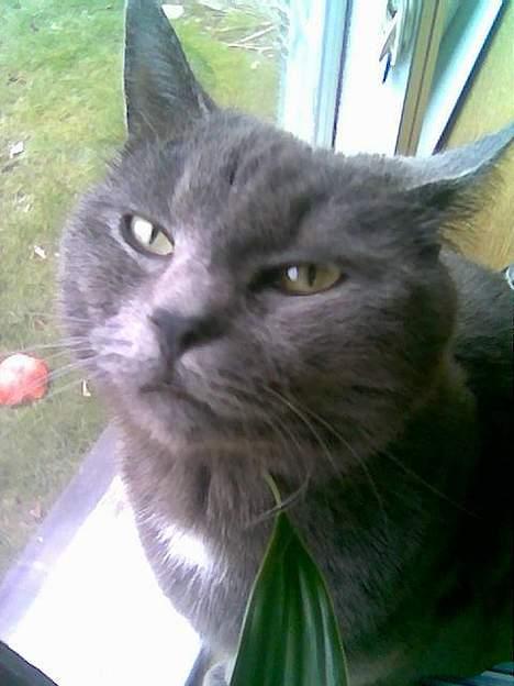 Blanding af racer Gismo billede 2