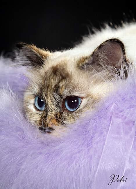 Hellig Birma Isabel billede 8